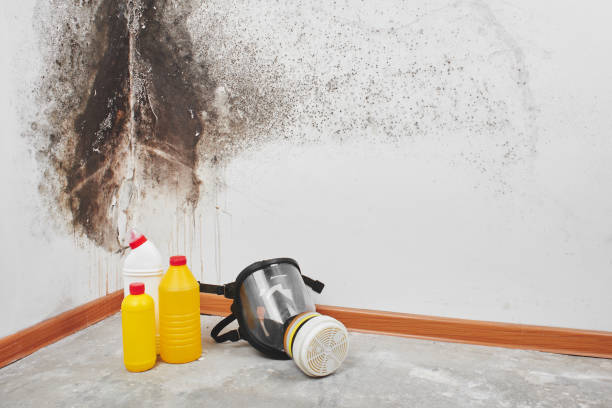 Best Fast Mold Removal  in Bolivar, WV