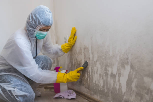 Best Professional Mold Removal  in Bolivar, WV