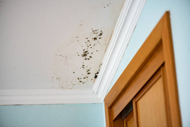 Best Commercial Mold Removal  in Bolivar, WV