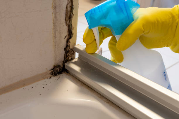 Best Office Mold Removal Services  in Bolivar, WV
