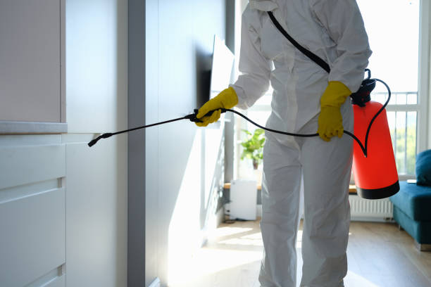 Attic Mold Removal in Bolivar, WV