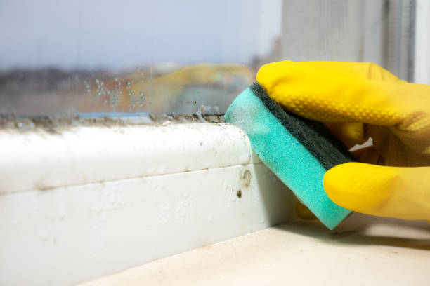 Best Mold Removal Process  in Bolivar, WV