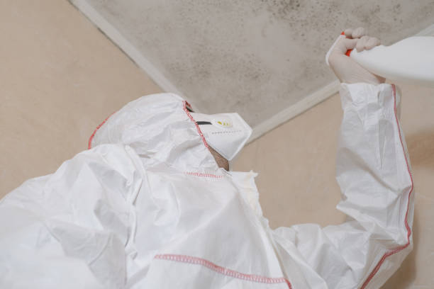 Best Mold Removal Company Near Me  in Bolivar, WV