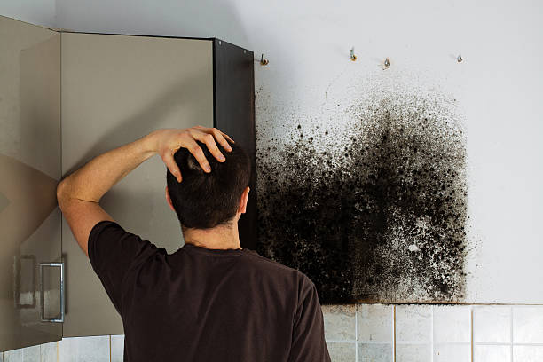 Best Crawl Space Mold Removal  in Bolivar, WV