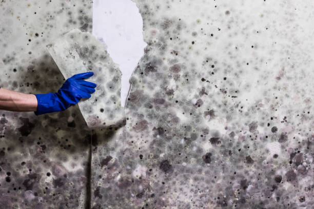 Best Affordable Mold Removal  in Bolivar, WV