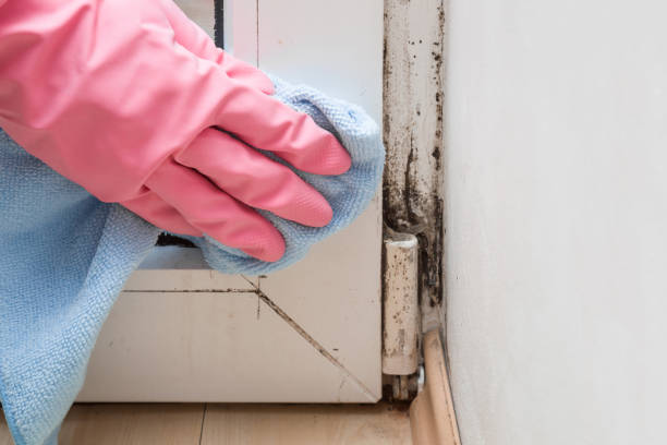 Best Attic Mold Removal  in Bolivar, WV